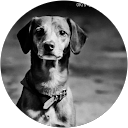 Profilbild von „isi p“